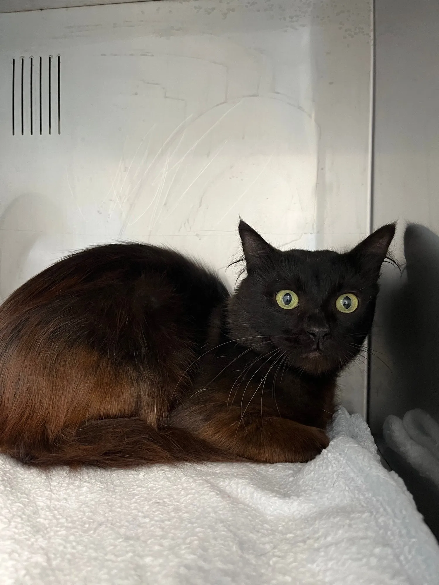 An image about ANI IMP26/00325