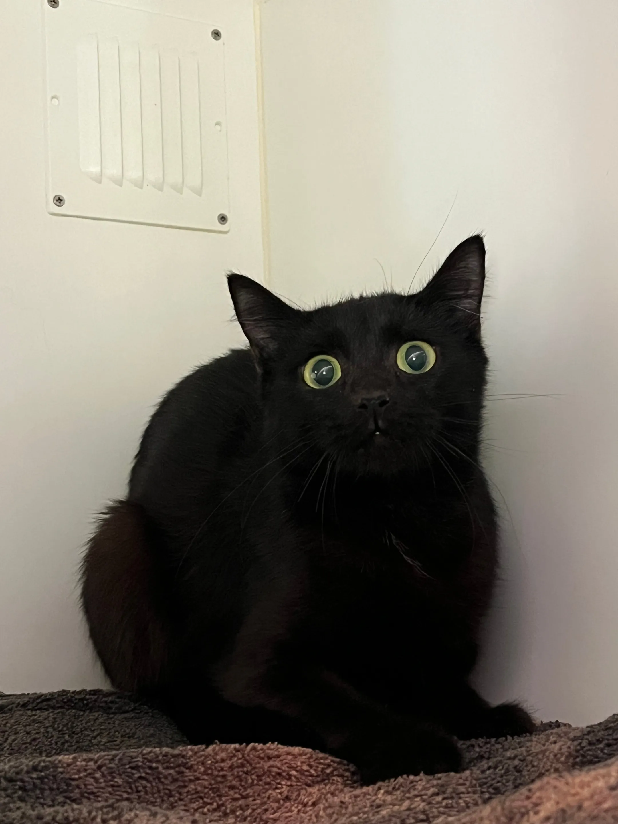 An image about ANI IMP26/00332