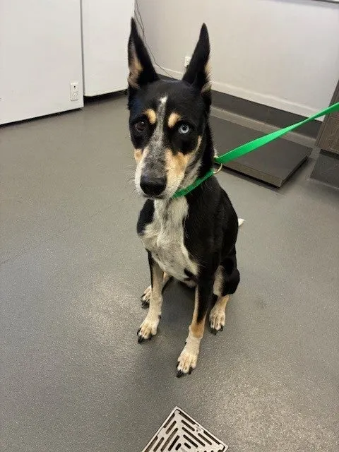 An image about ANI IMP26/00162