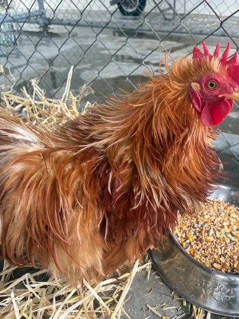 An image about ANI IMP25/01026