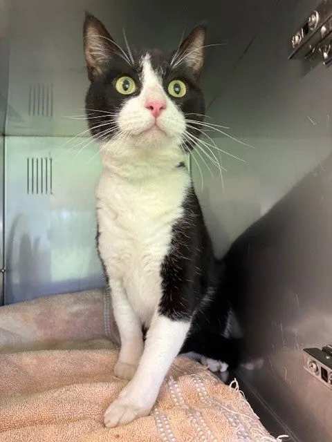 An image about ANI IMP25/01093