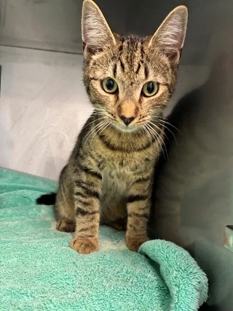 An image about ANI IMP25/01048