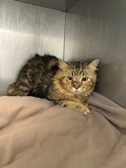 An image about ANI IMP25/01195