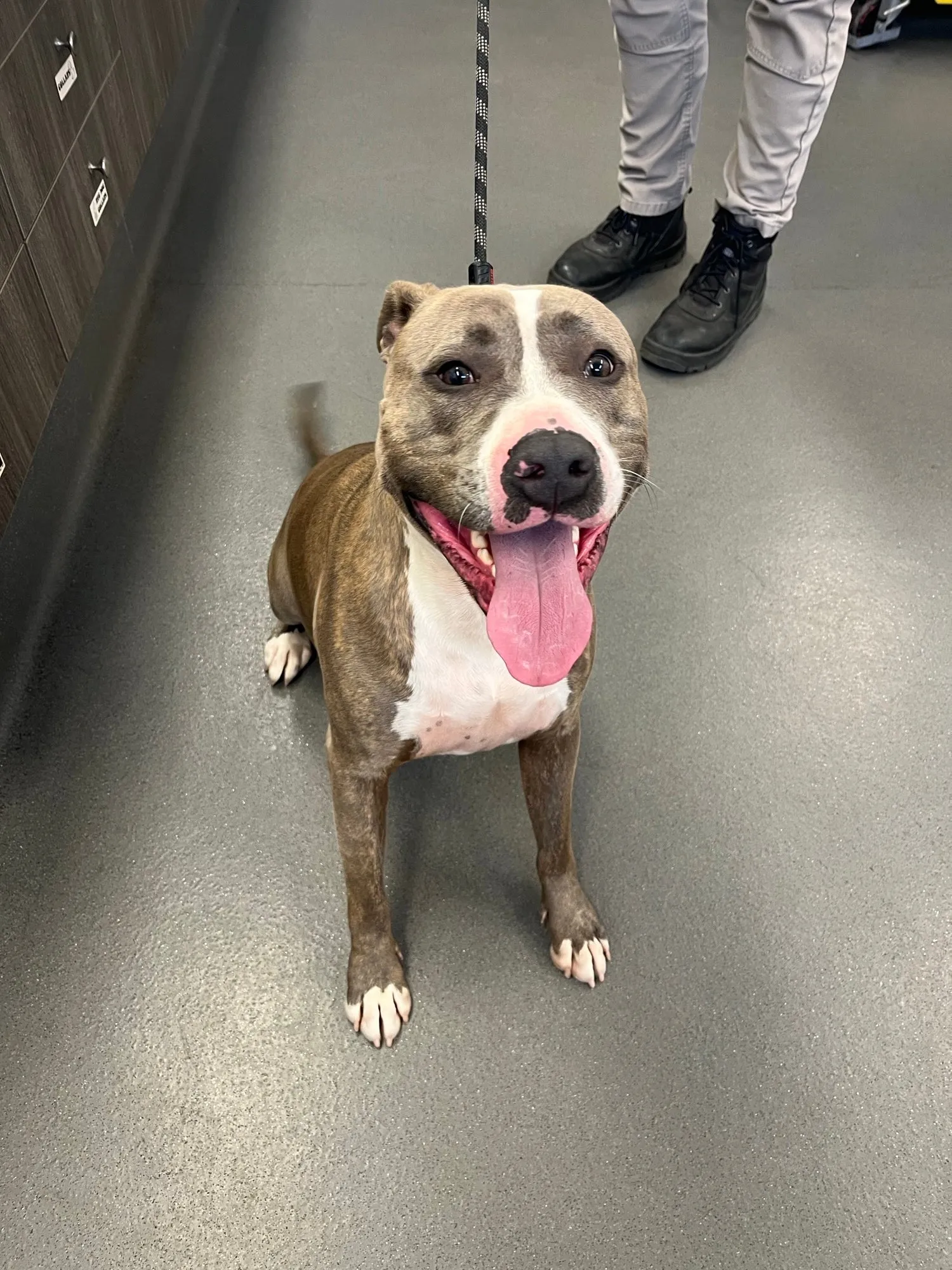 An image about ANI IMP25/01107