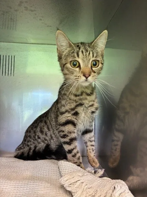 An image about ANI IMP25/01049