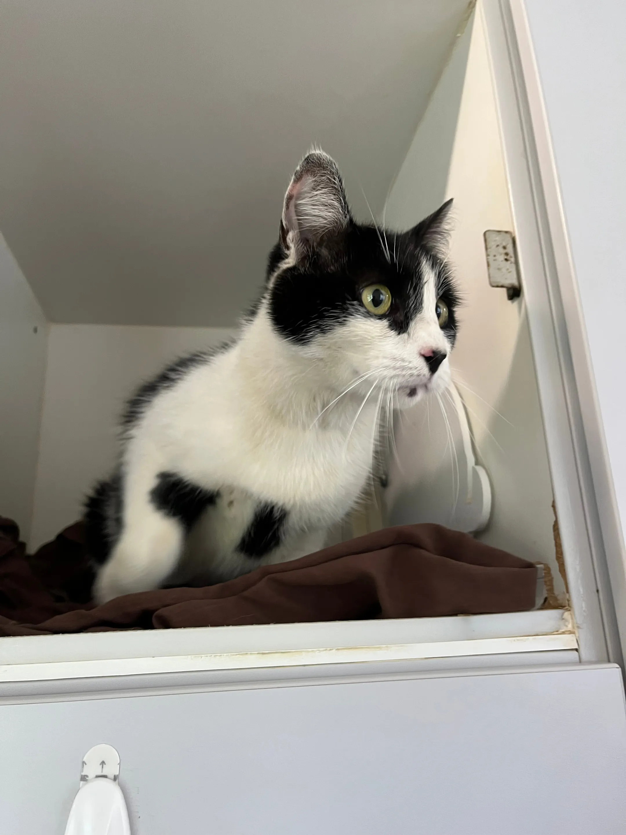 An image about ANI IMP25/01165