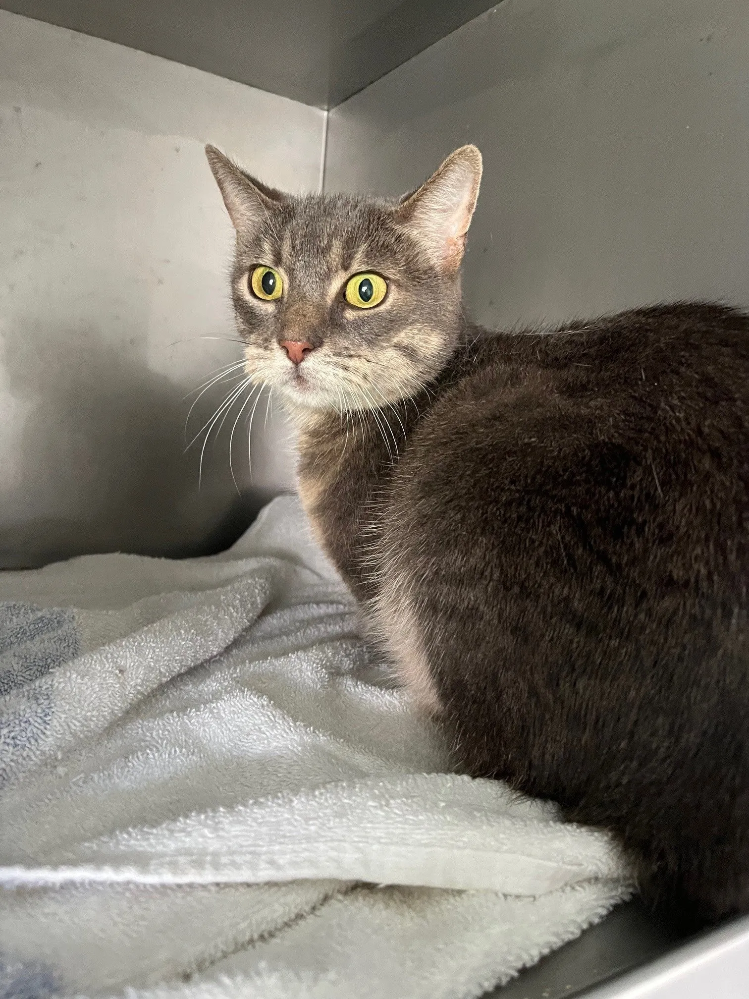 An image about ANI IMP25/01174