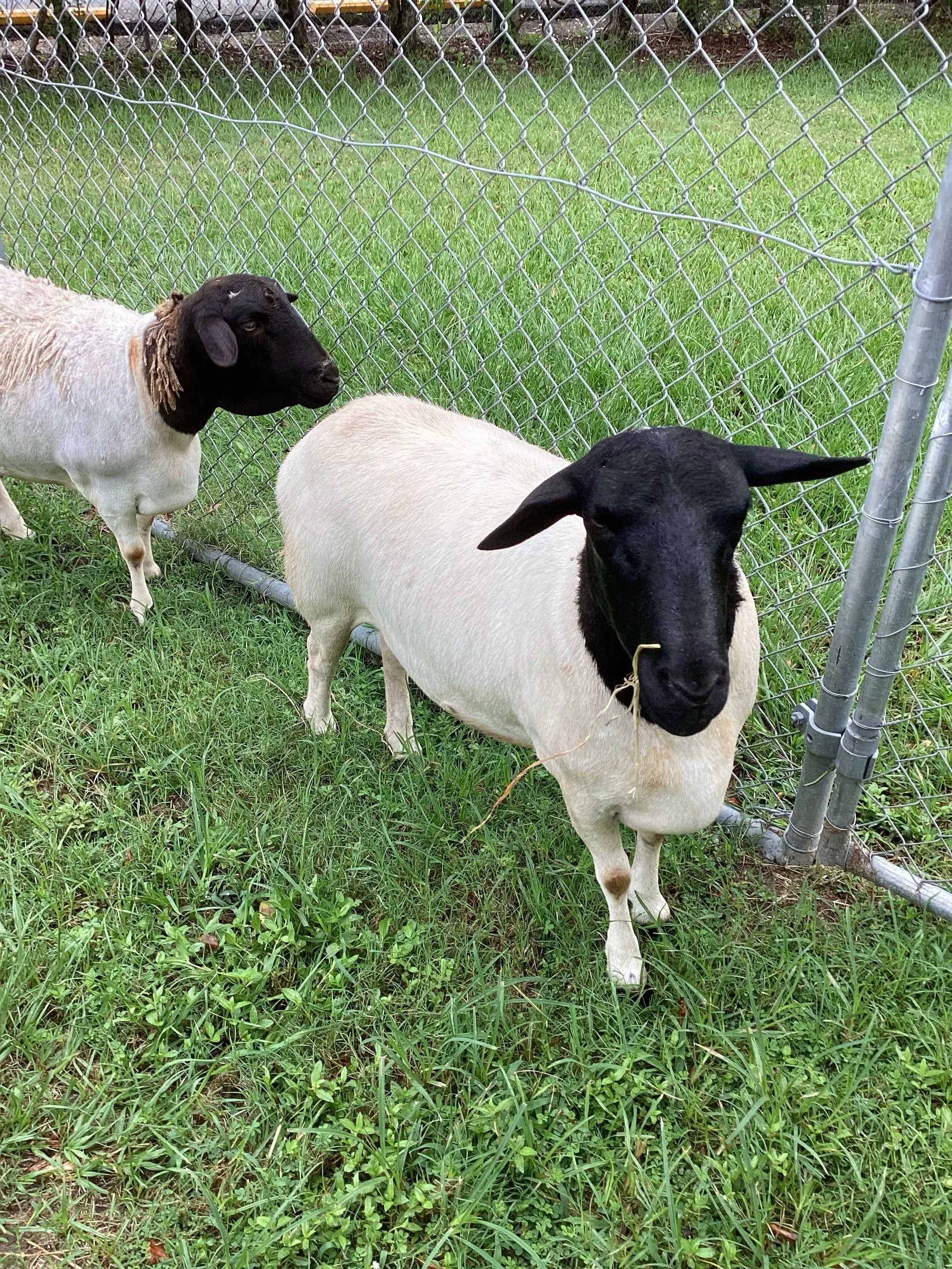 An image about ANI IMP25/01219