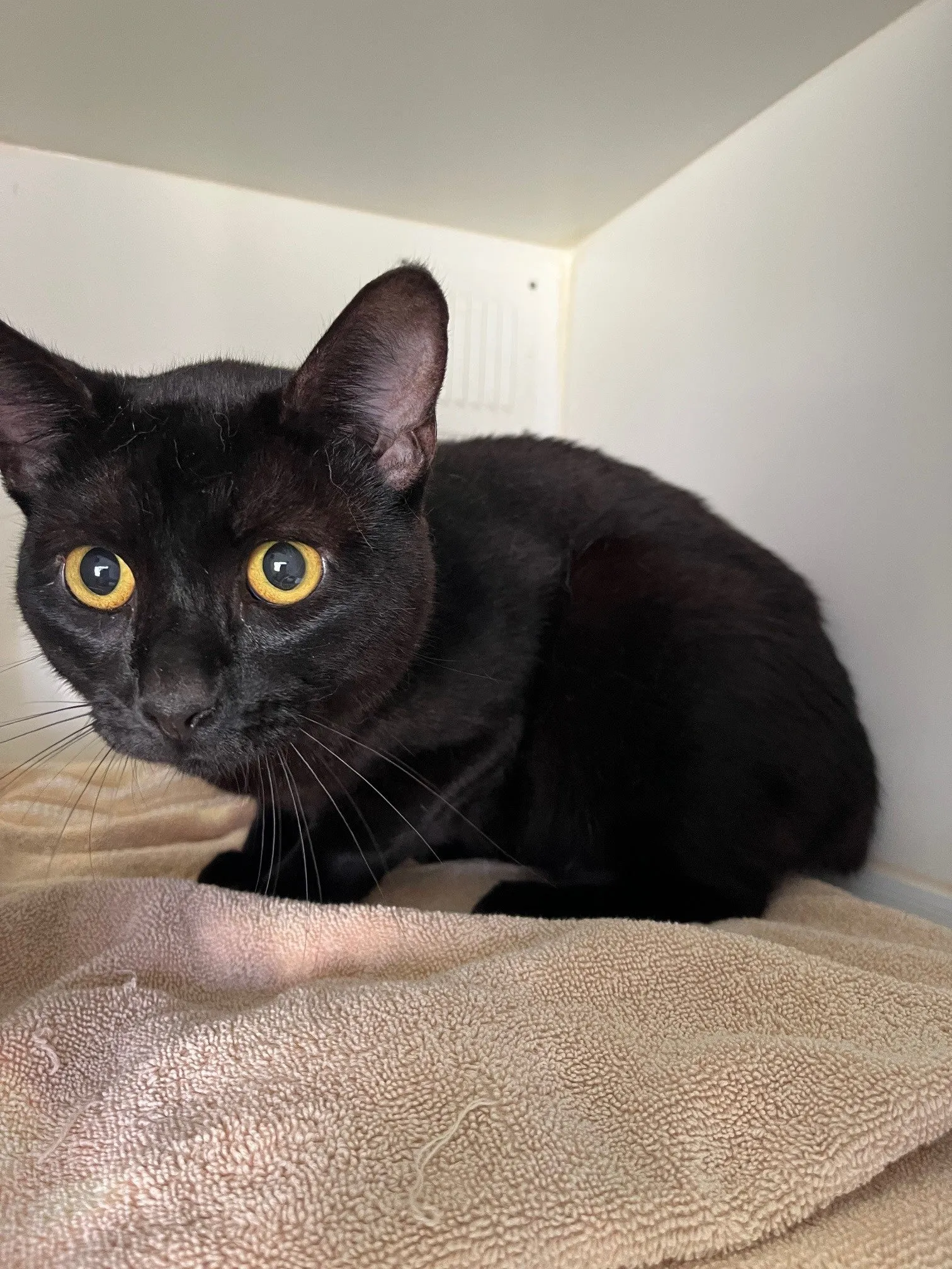 An image about ANI IMP25/01175