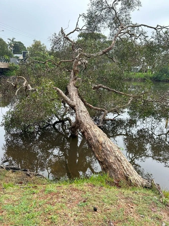 A%20tree%20leaning%20over%20the%20water%20in%20a%20natural%20tidal%20waterway%20is%20classified%20as%20a%20marine%20plant.jpg