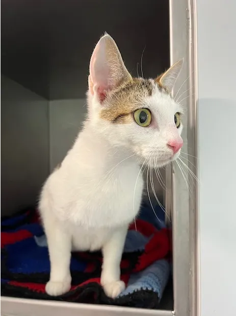 An image about ANI IMP25/01016