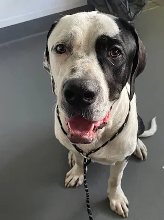 An image about ANI IMP26/00069