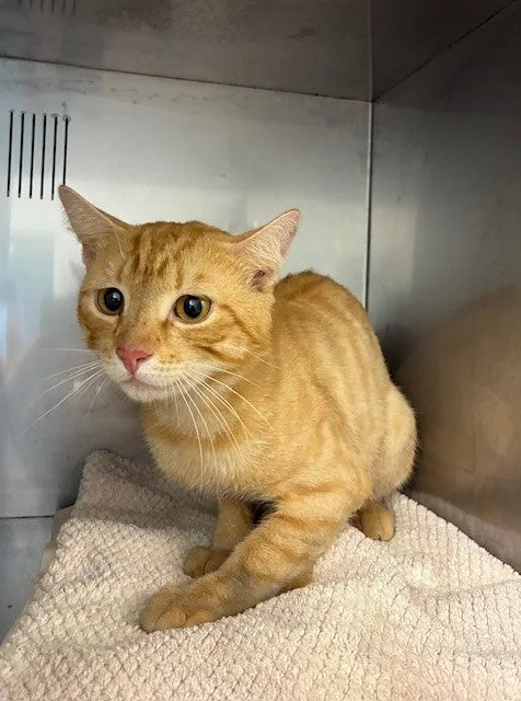 An image about ANI IMP25/01178