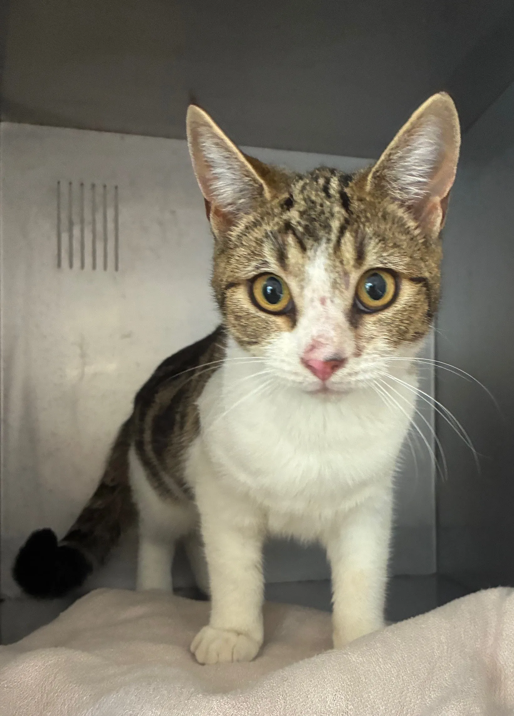 An image about ANI IMP25/01028