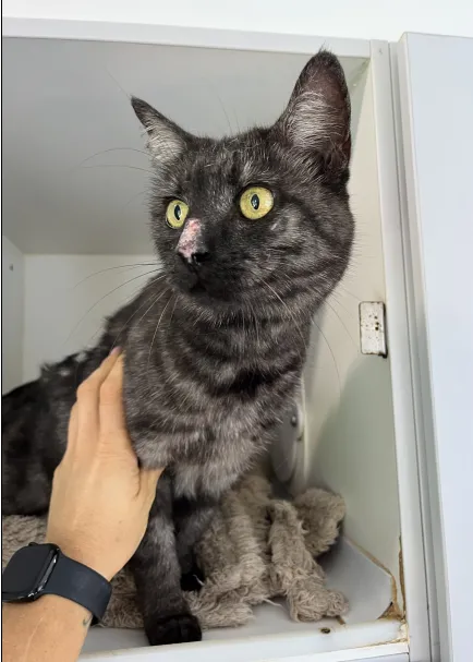 An image about ANI IMP26/00172