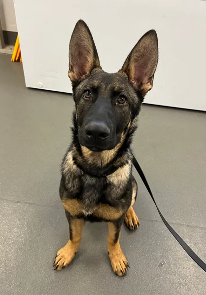 An image about ANI IMP25/01077