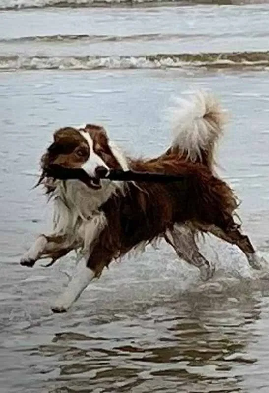 An image about Maroochy North Shore seasonal changes to dog off-leash area