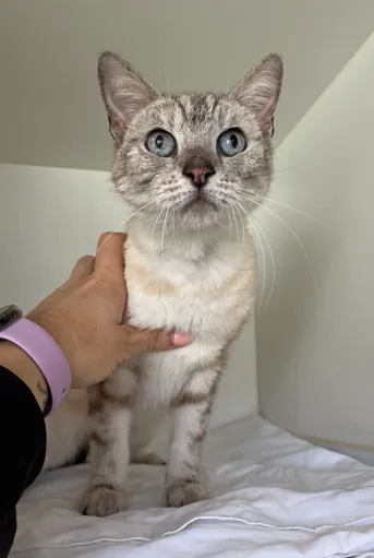 An image about ANI IMP25/01074