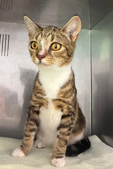 An image about ANI IMP25/01157