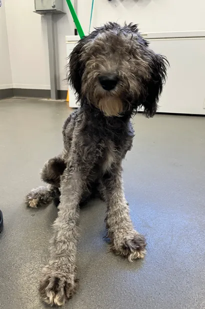 An image about ANI IMP26/00060