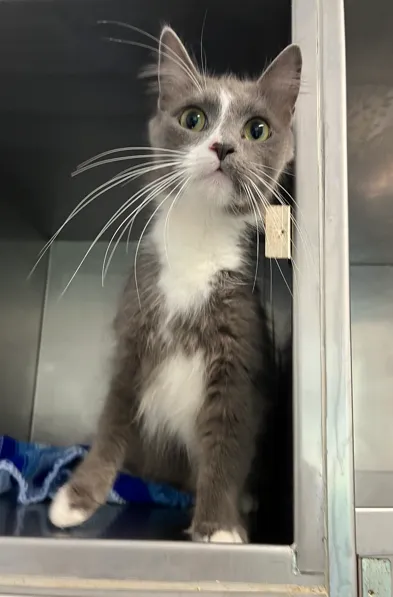 An image about ANI IMP26/00311