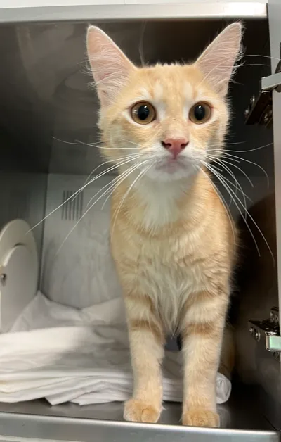 An image about ANI IMP26/00018