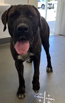 An image about ANI IMP25/01056