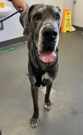 An image about ANI IMP25/01211