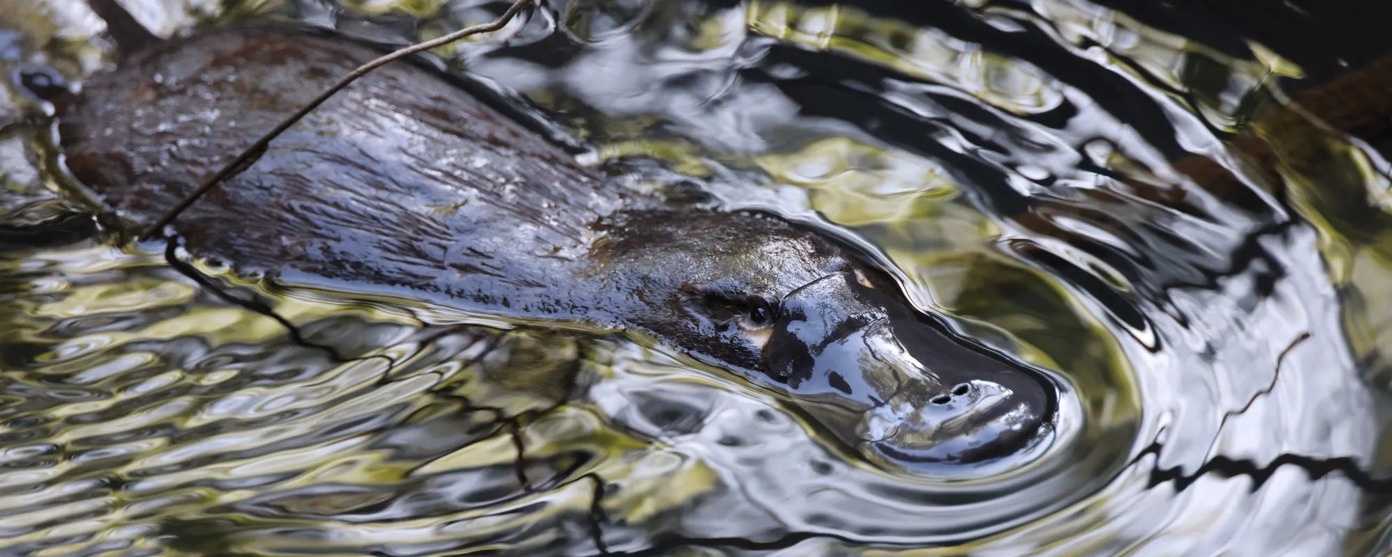 An image about Protecting platypus