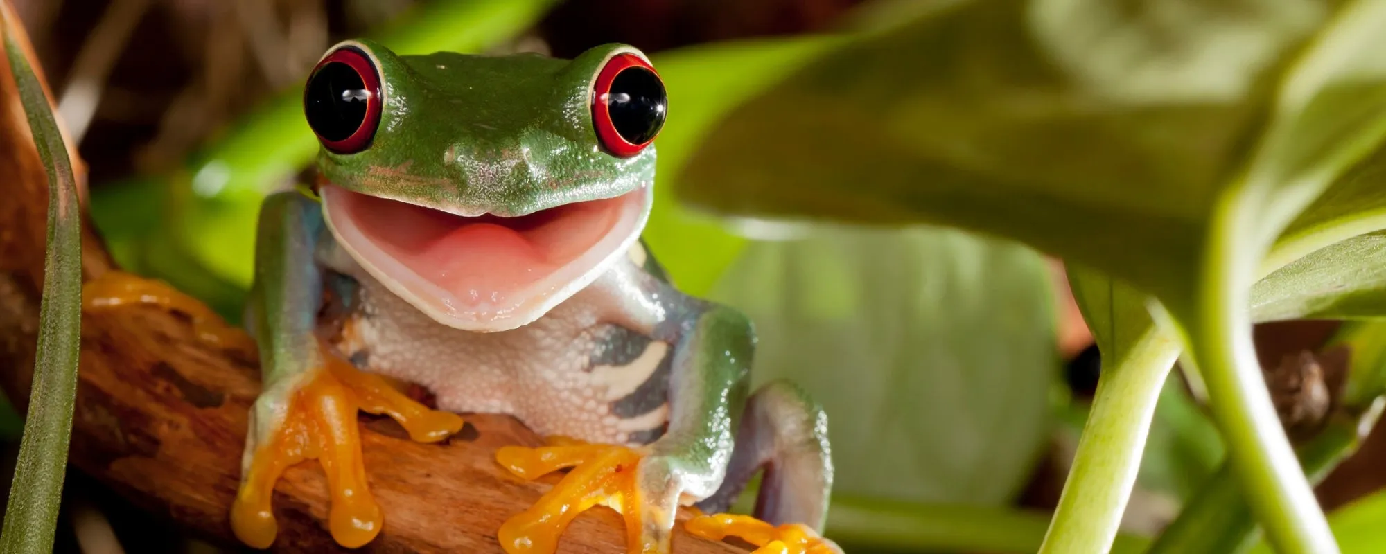 An image about Build a frog hotel