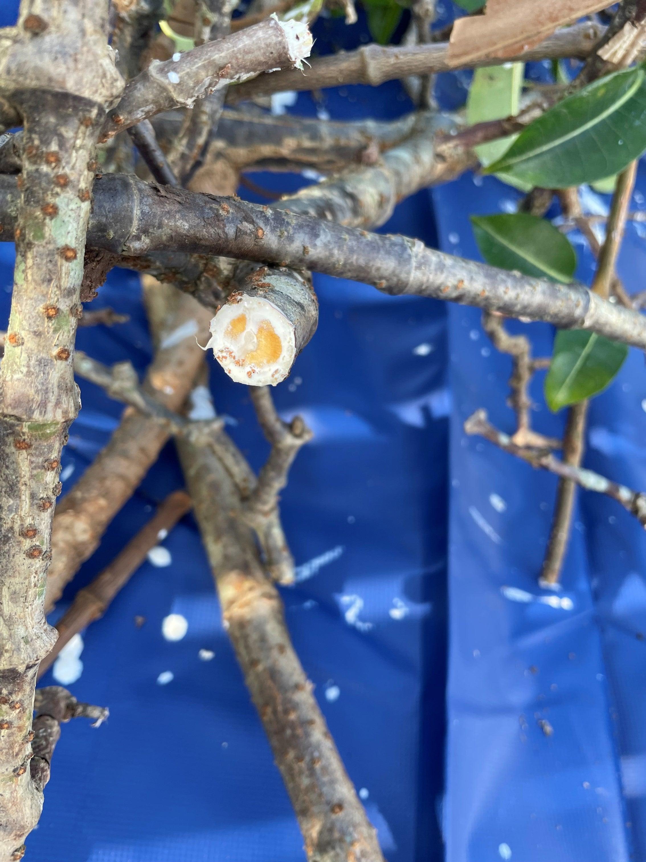 Rubber vine stem cut to view sap.