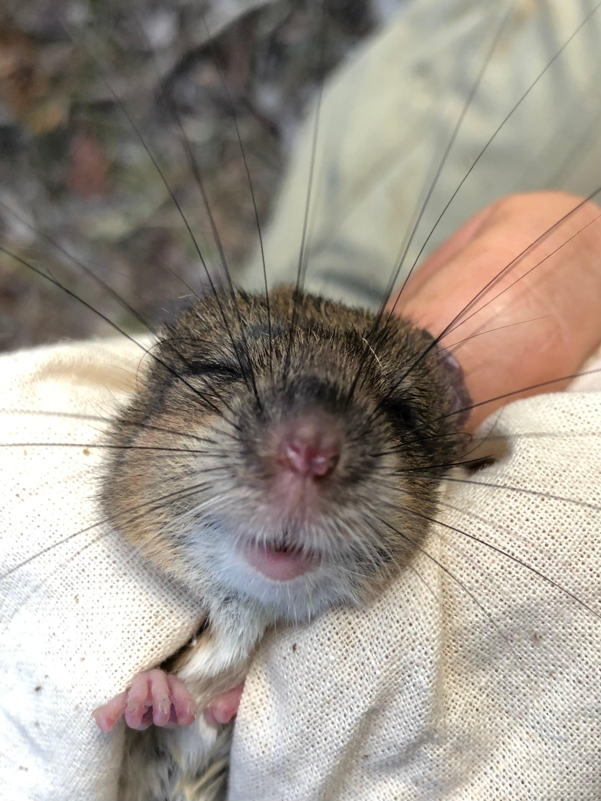 Antechinus
