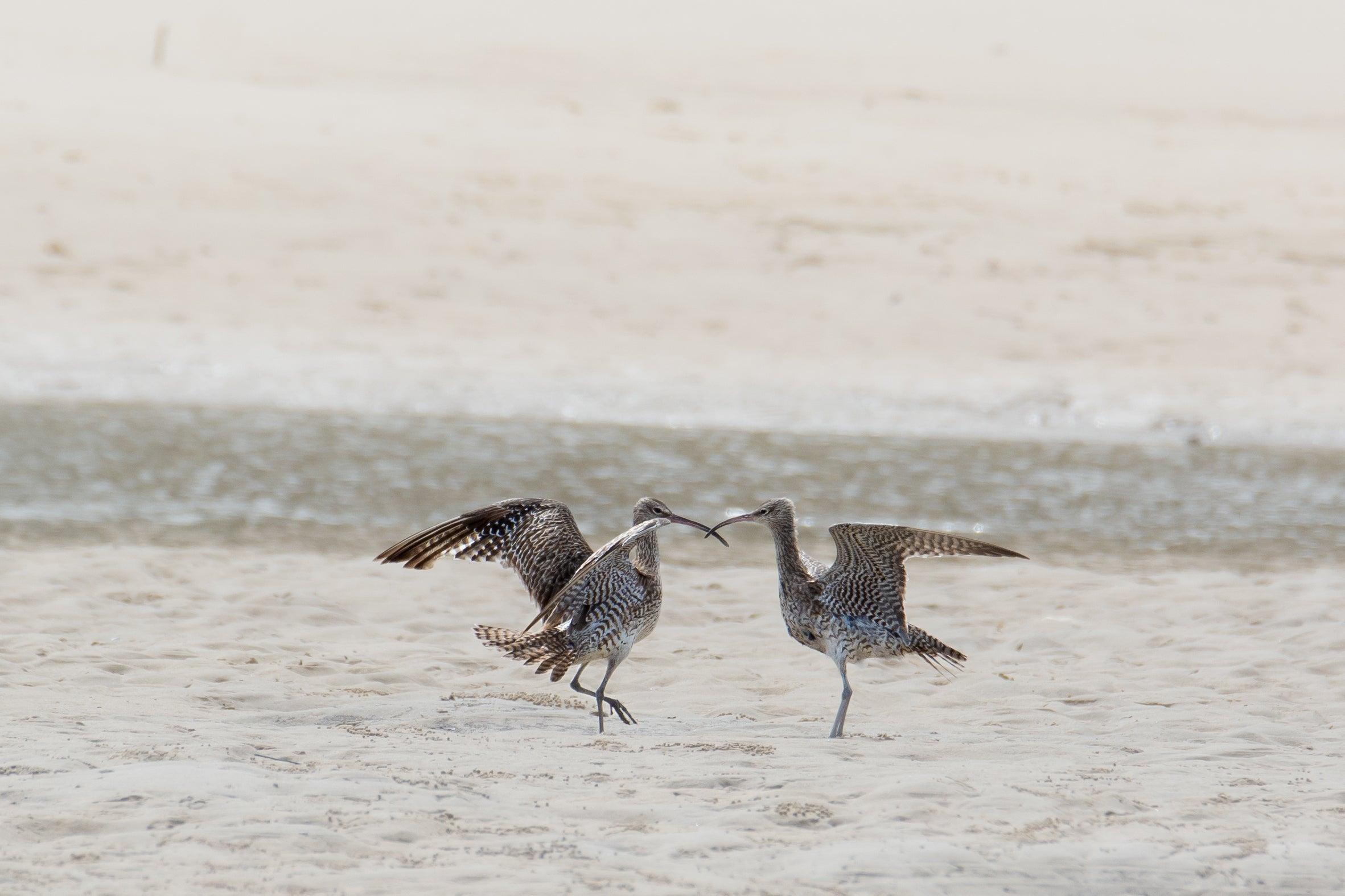Whimbrel ©Simone Bosshard