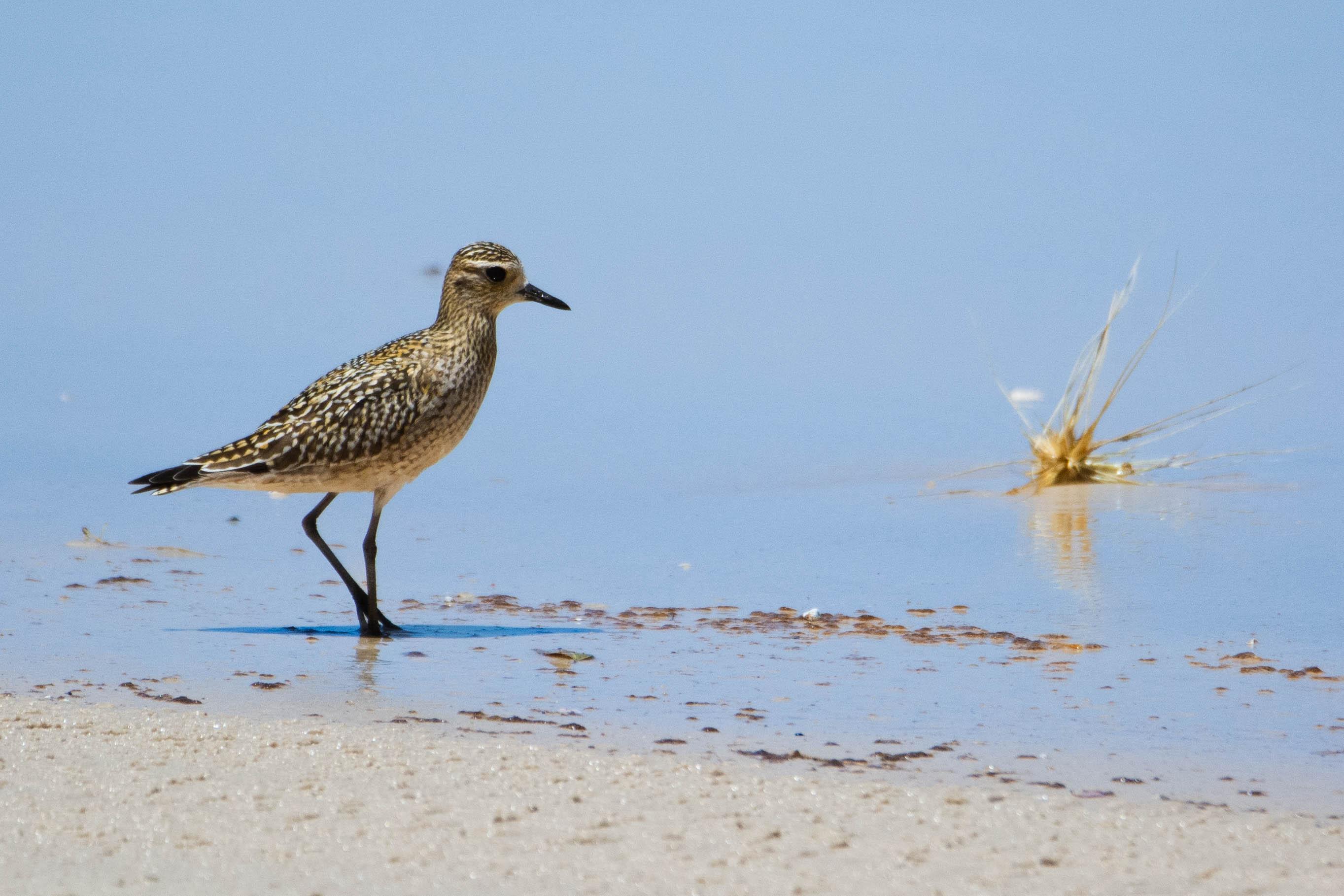 Pacific golden plover ©Simone Bosshard