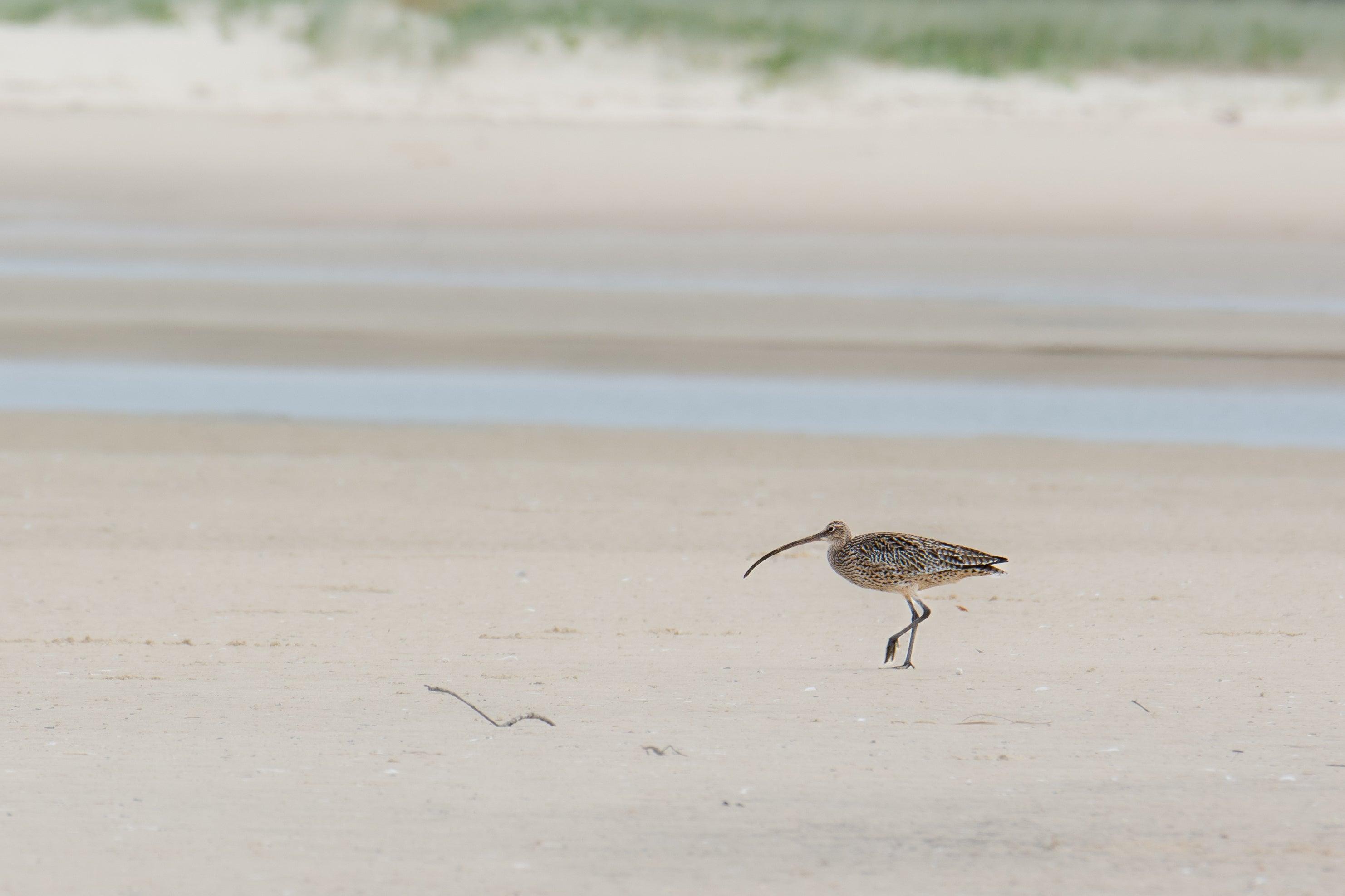 Far eastern curlew walking along the sand © Simone Bosshard