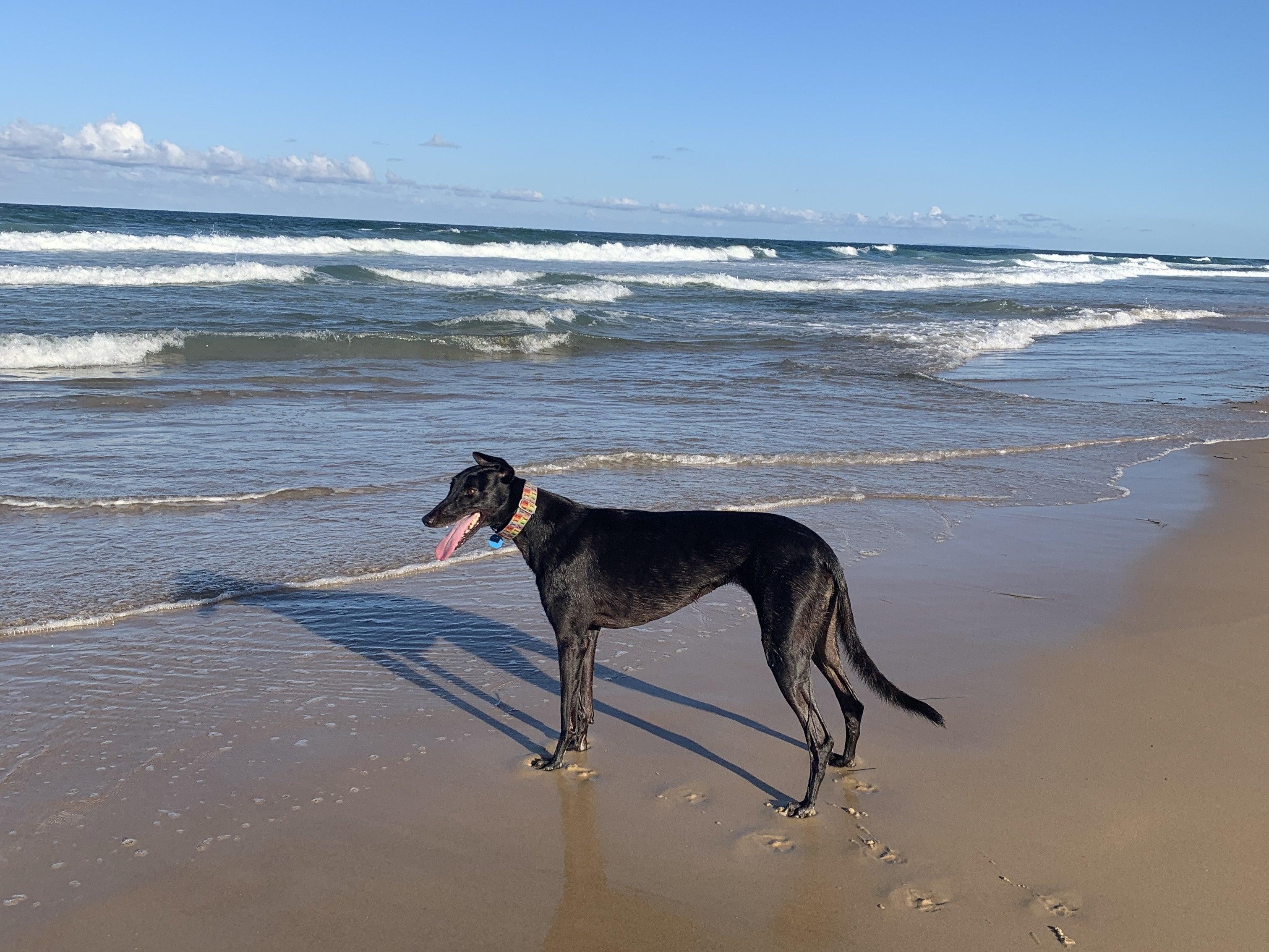 black large dog on beach pet registration