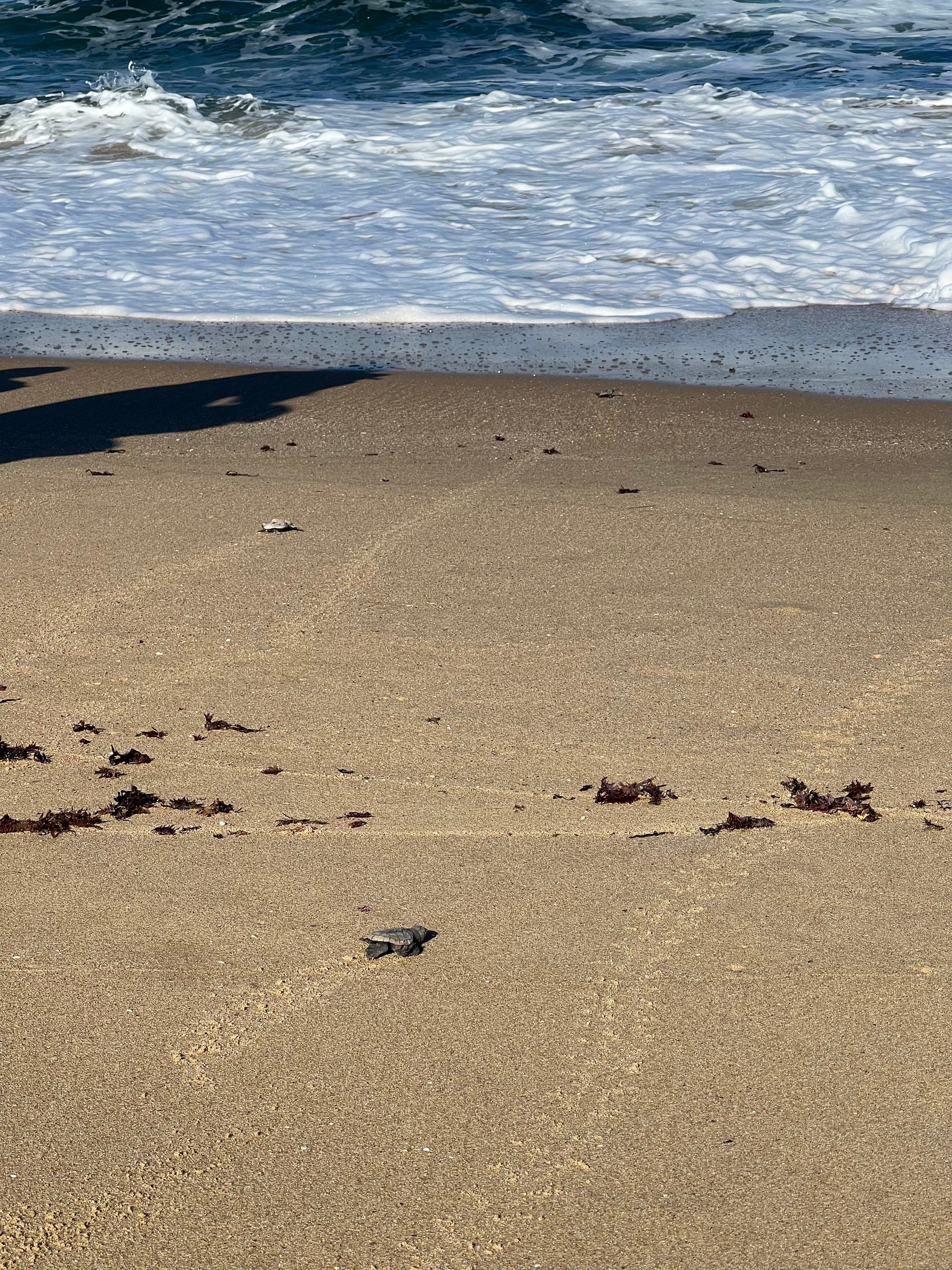 Critically endangered loggerhead turtle hatchlings on Shelly Beach
