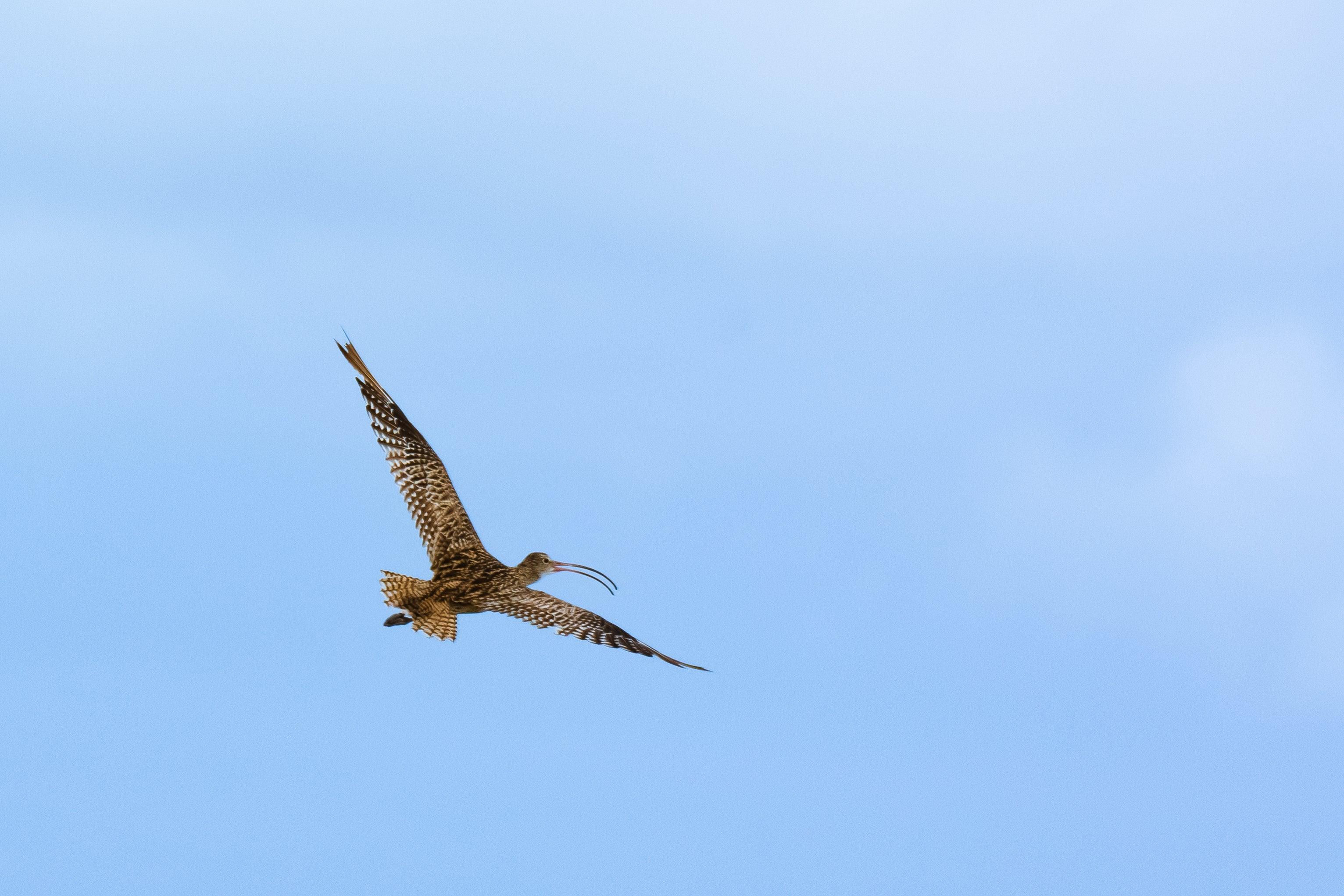 Eastern curlew flying.
