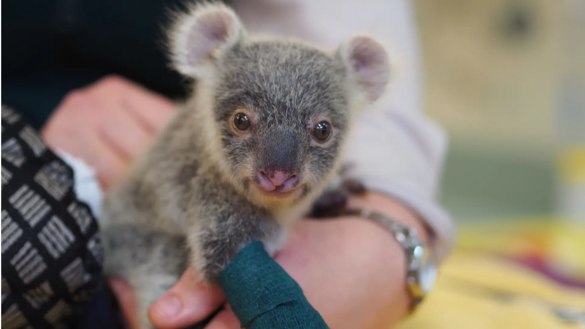 sick baby koala