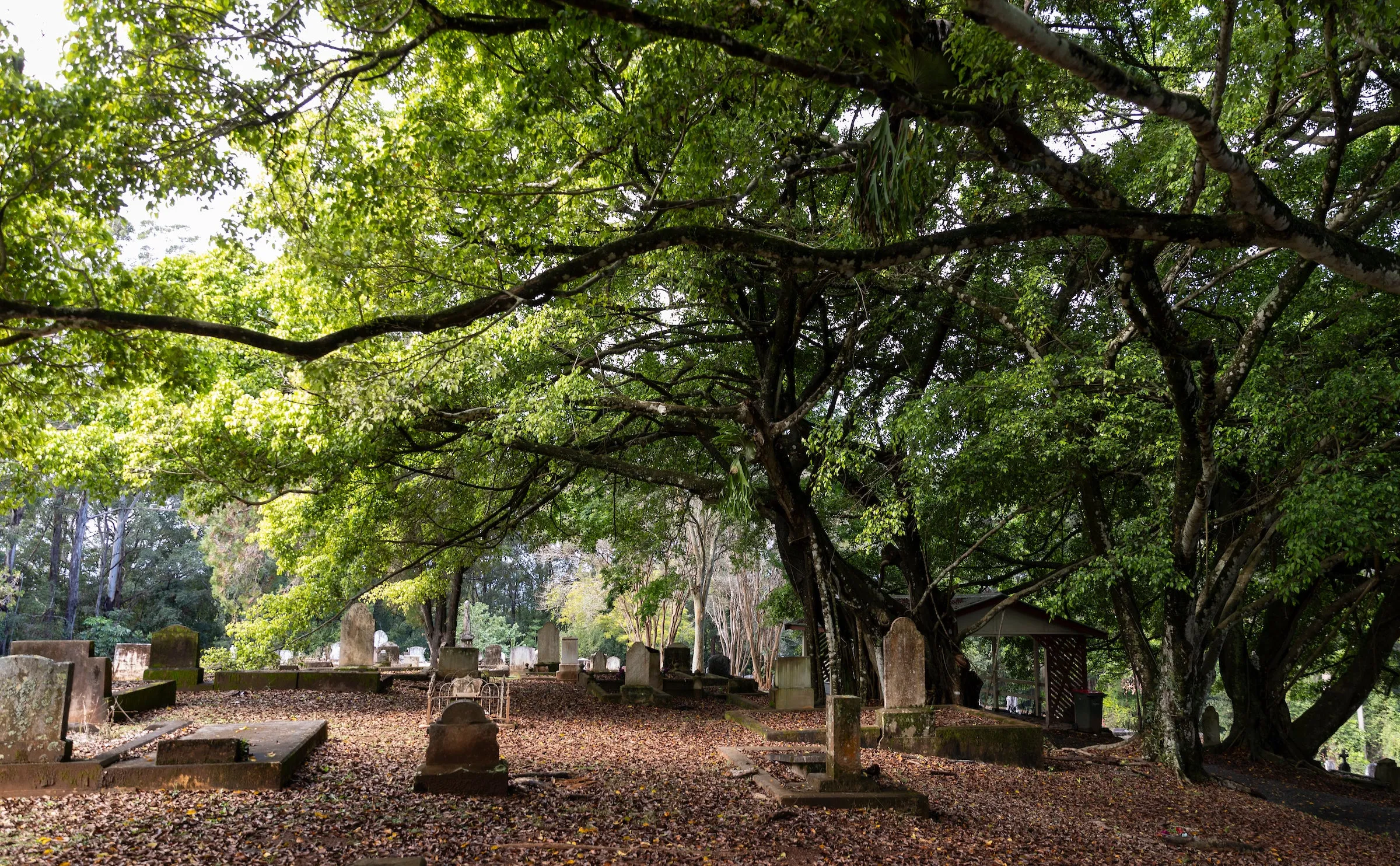 Monumental section of Woombye Cemetery shaded by mature trees, fallen leaves carpet the ground around the old headstones.