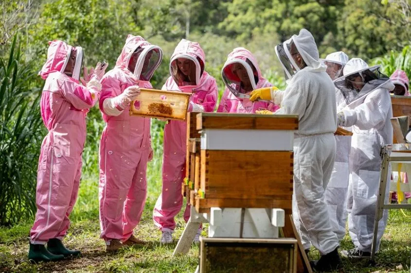 People wearing pink and white safety suits and tending to a bee hive.