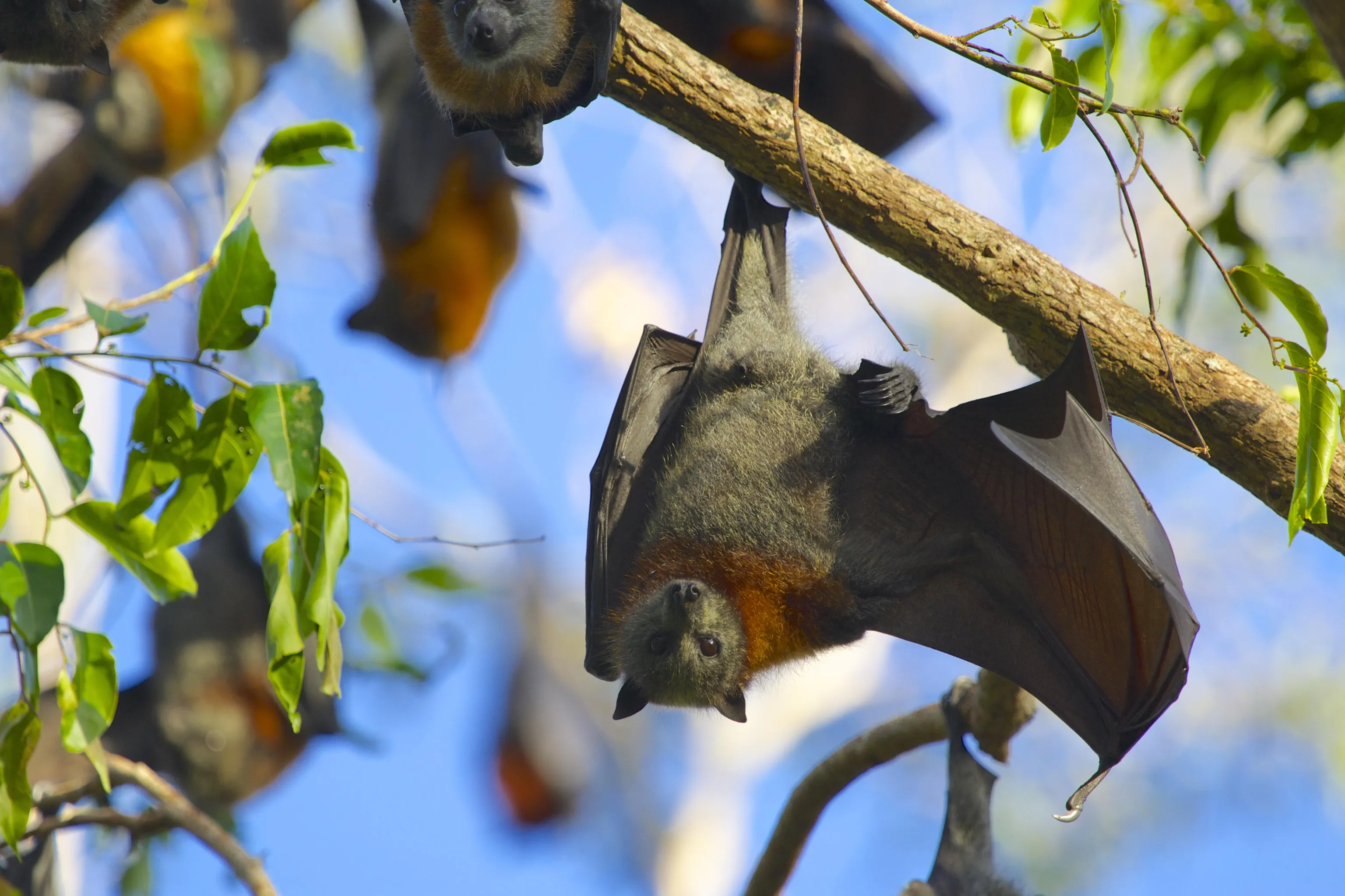 flying fox roost