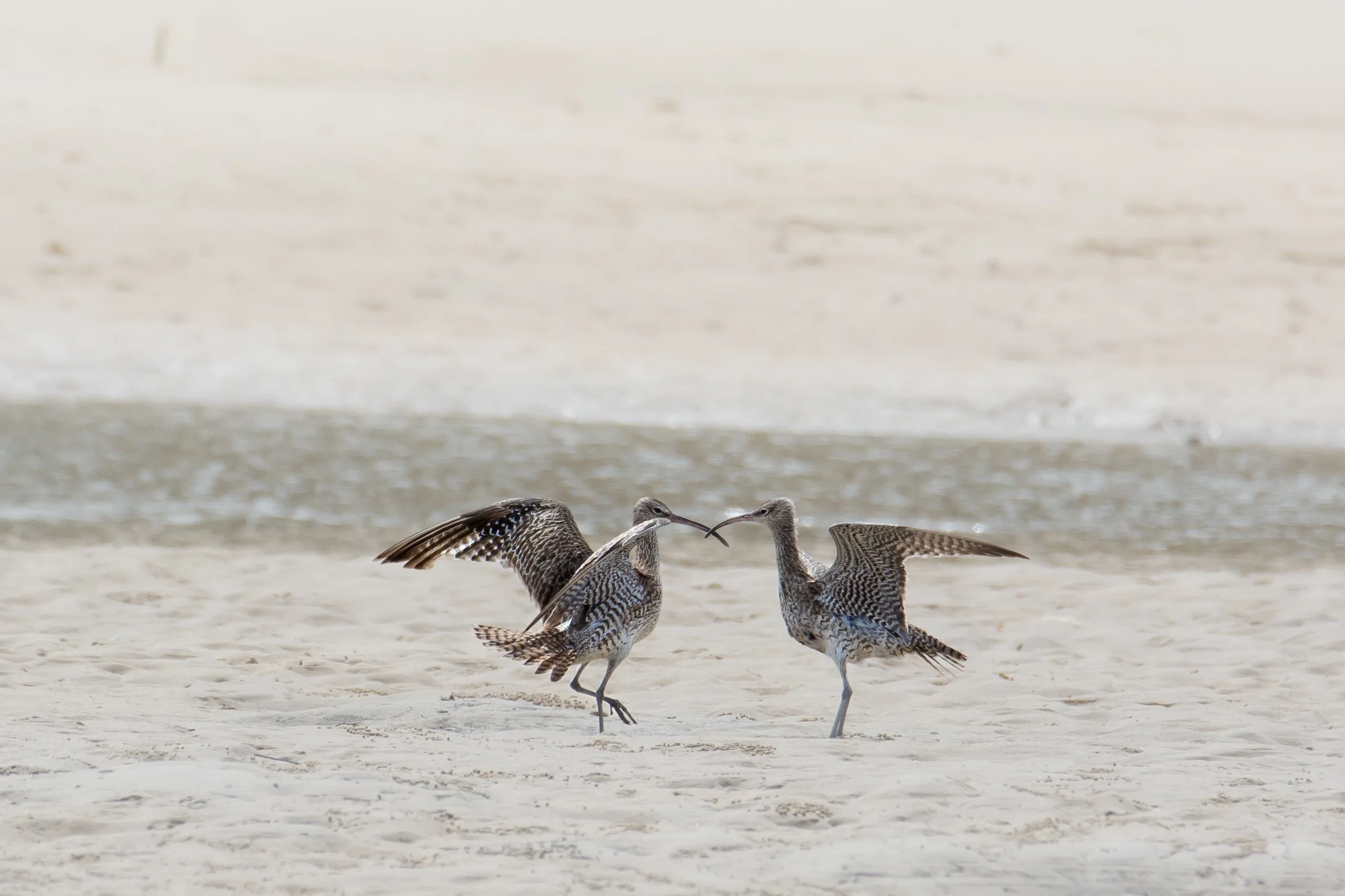 Two Shorebirds on a beach. Whimbrels fighting. ©Simone Bosshard