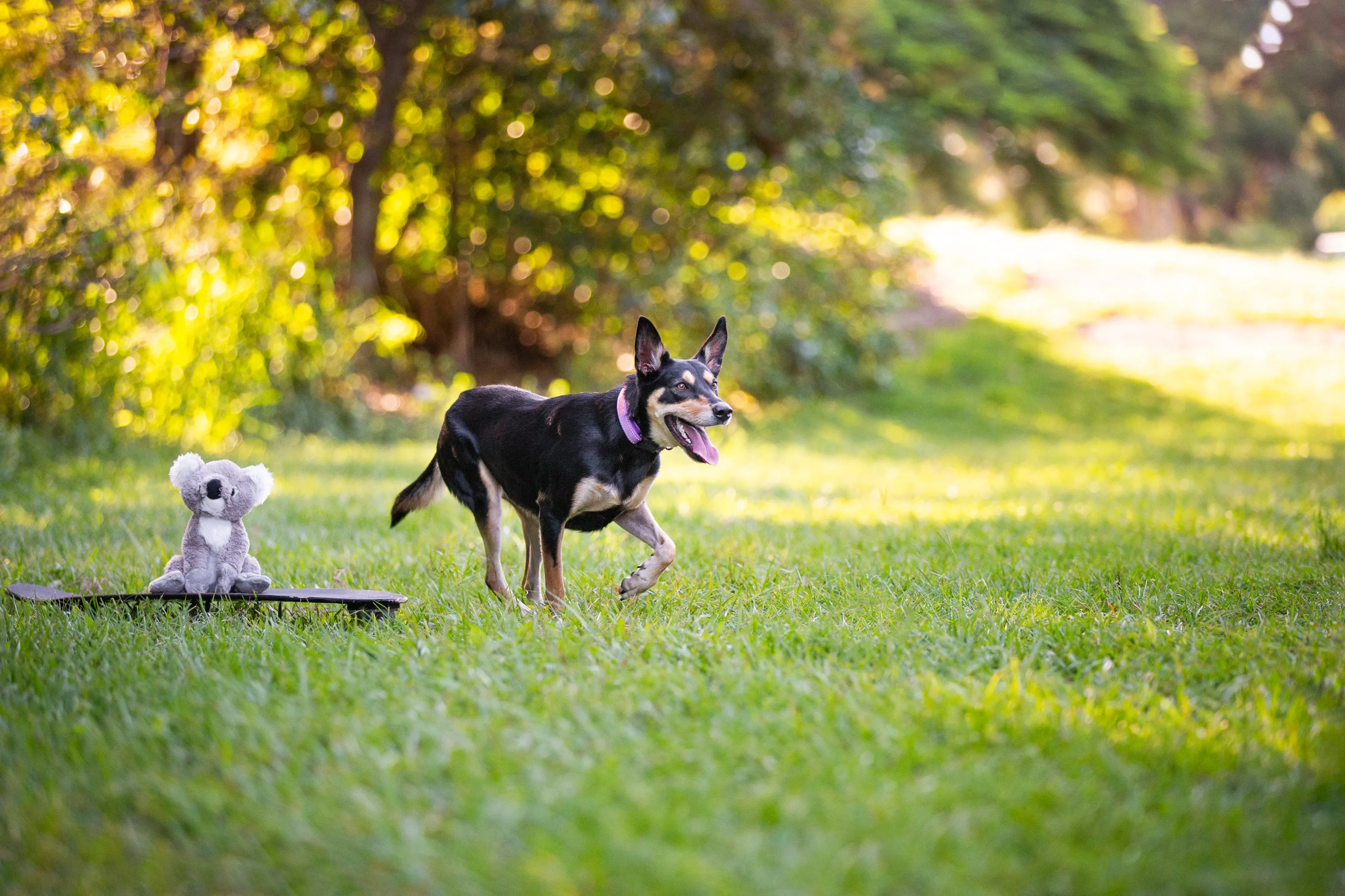 Happy dog running along a green grassy area