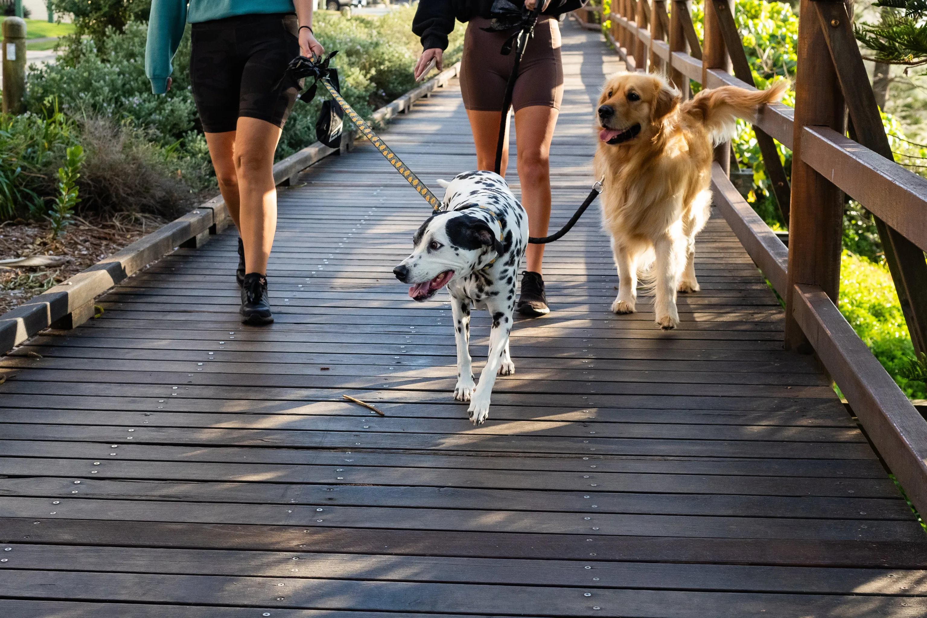 Dog owners needed to take full responsibility for their animals at all times, especially in public places.