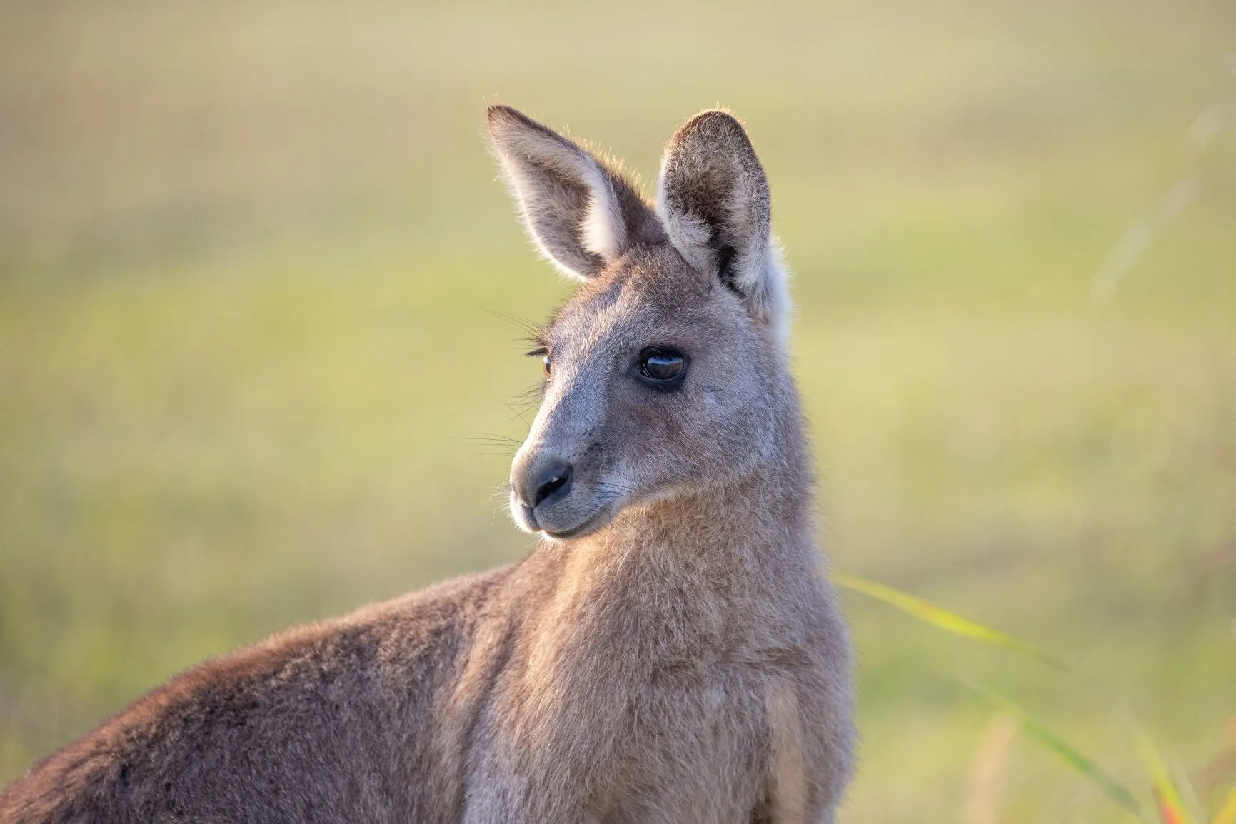 Eastern%20grey%20kangaroo%20sm.jpg