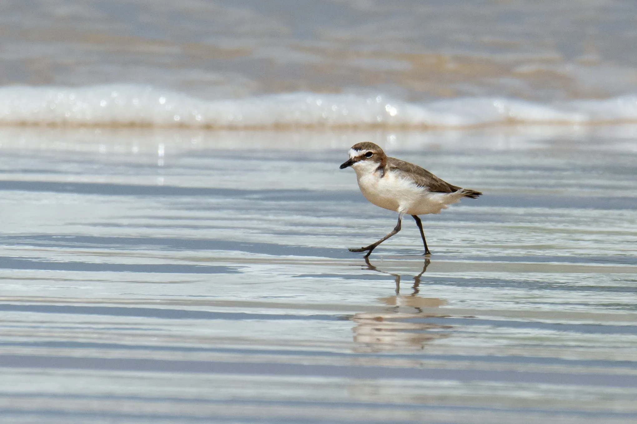 Female Red-capped Plover