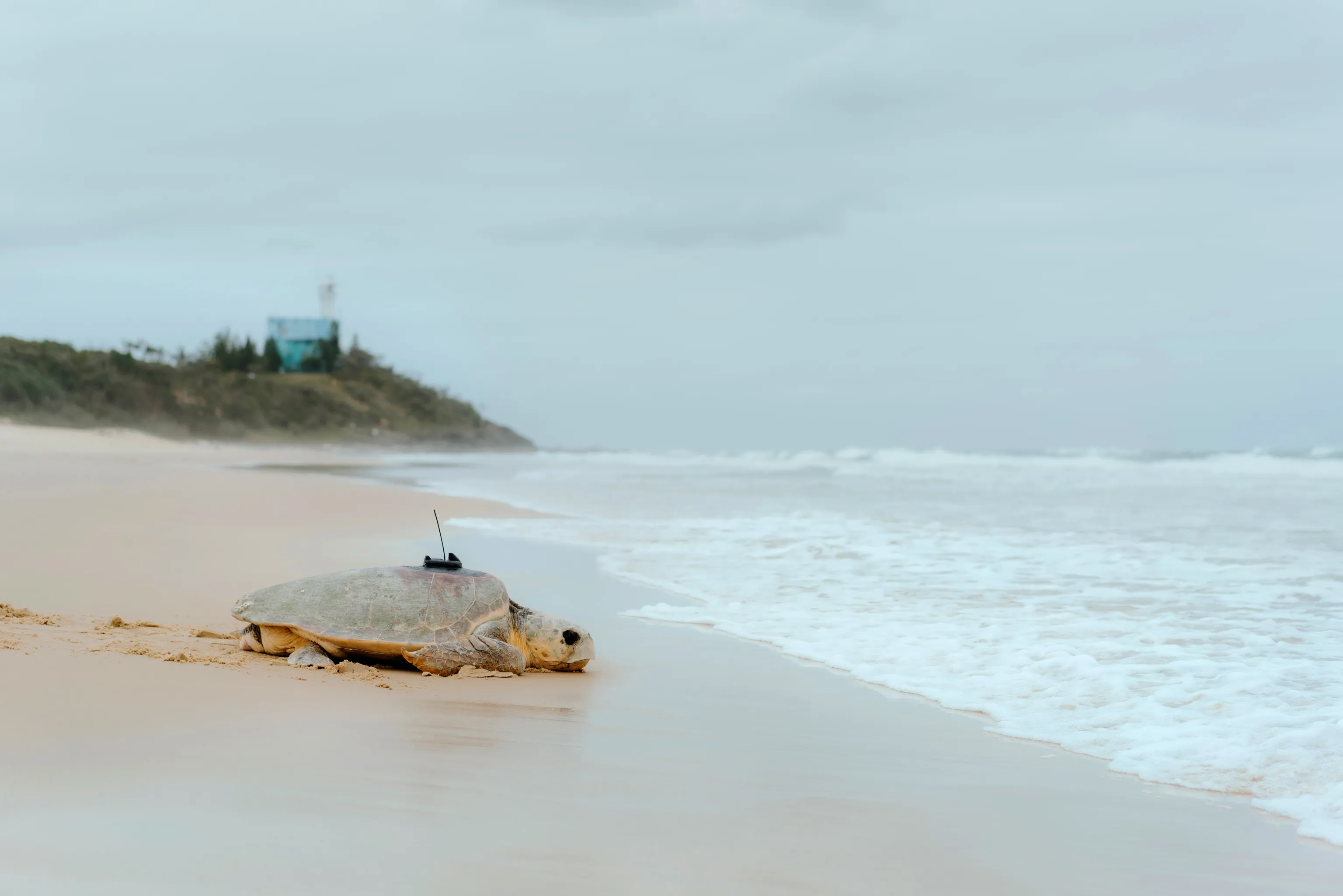 Logger%20head%20turtle%20%27Bullumby%27%20leaving%20the%20beachwith%20satelitte%20tracker%20-%20Adriana%20Watson.jpg