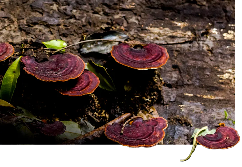 Fungi.png