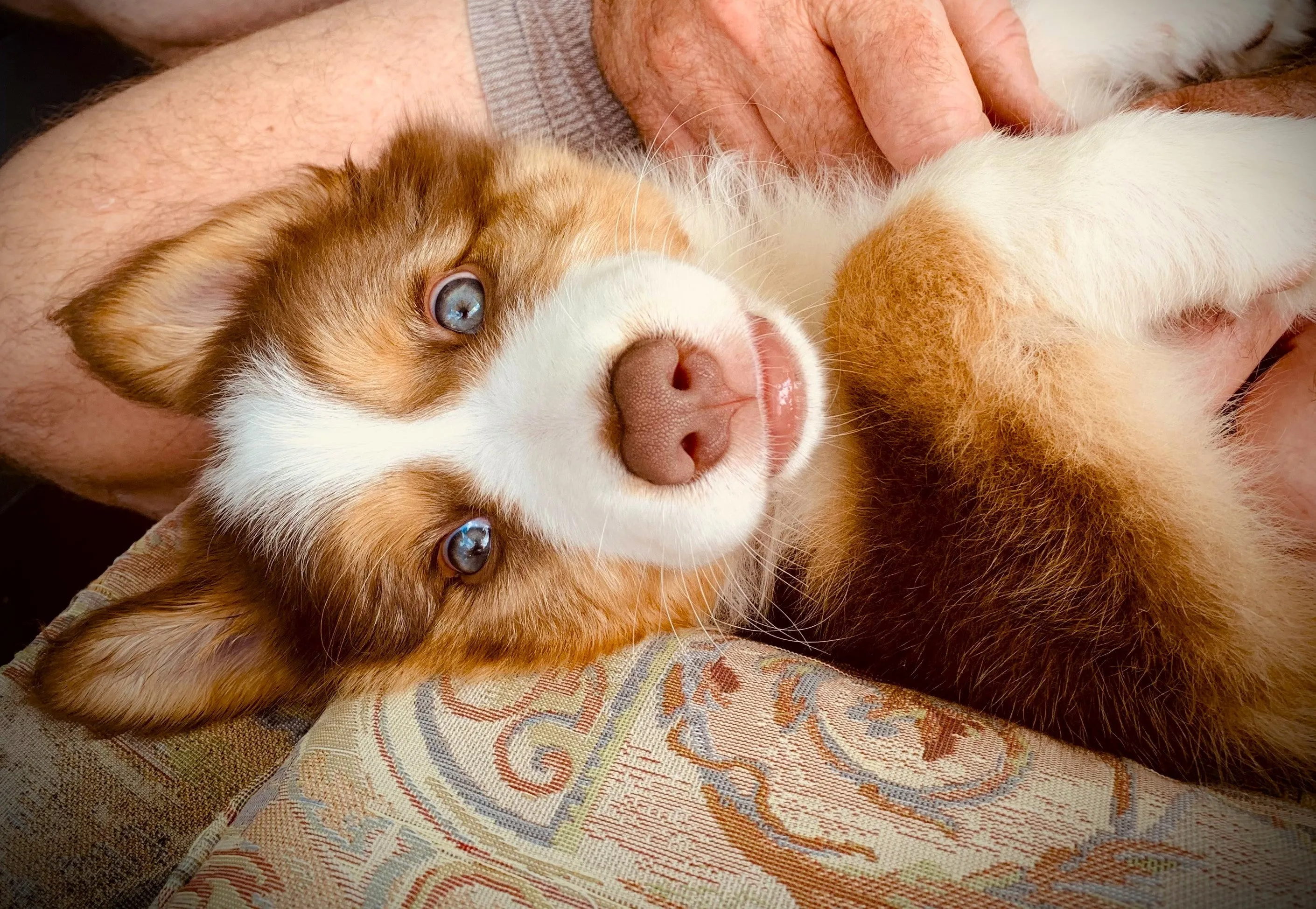 A blue-eyed border collie puppy with caramel and white fur, lies on his back looking at the camera. A man's hand and leg are in the background.